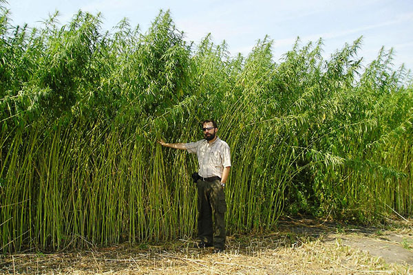 Hemp clothing made with US-grown fiber is poised for a comeback